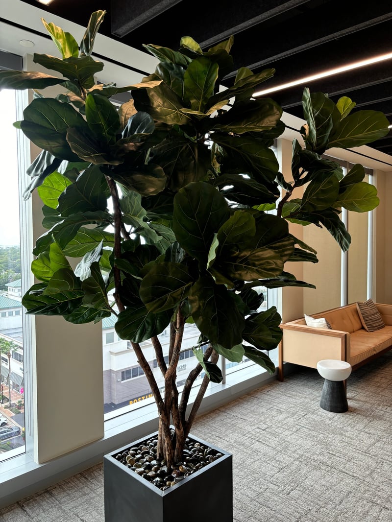 Fiddle leaf fig beside a leather lounge sofa