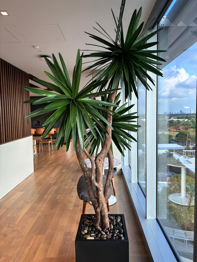 Sculptural multi-trunk yucca in a sunlit office hallway