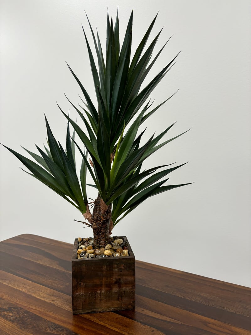 Smaller sculptural yucca in a wood box planter, studio shot