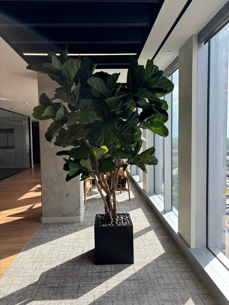 Full fiddle leaf fig tree beside a concrete column in a sunlit hallway
