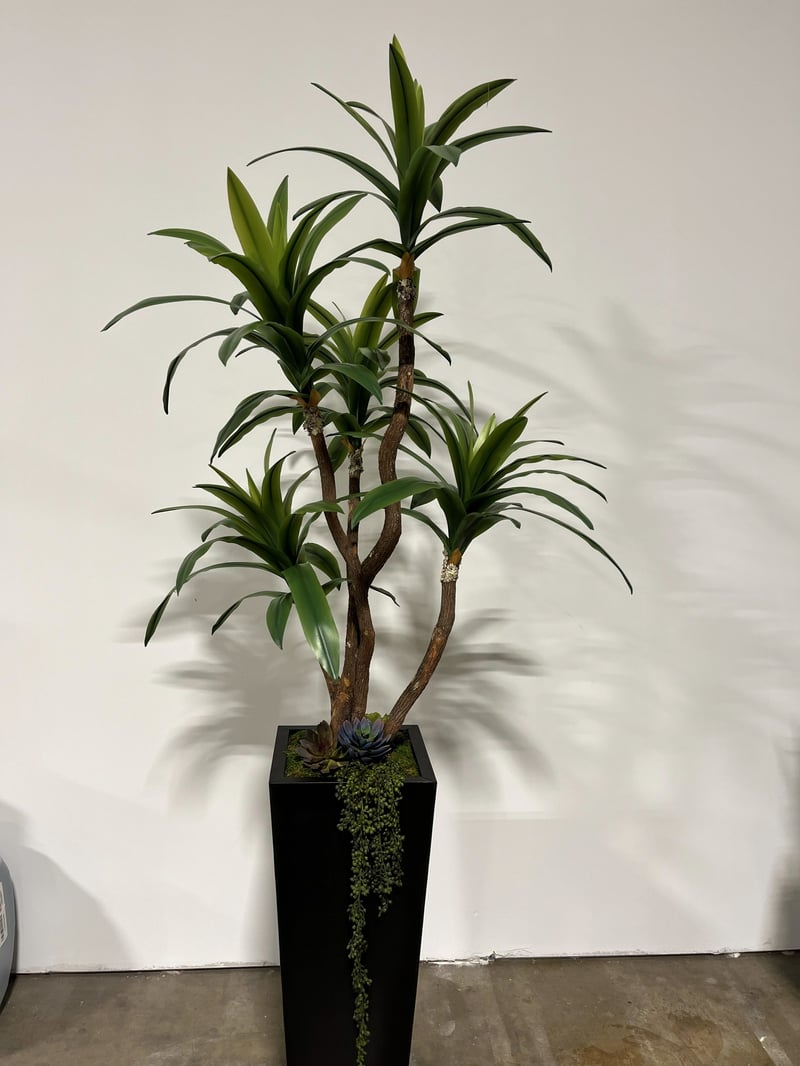 Dracaena with trailing string-of-pearls succulent in a black tapered planter
