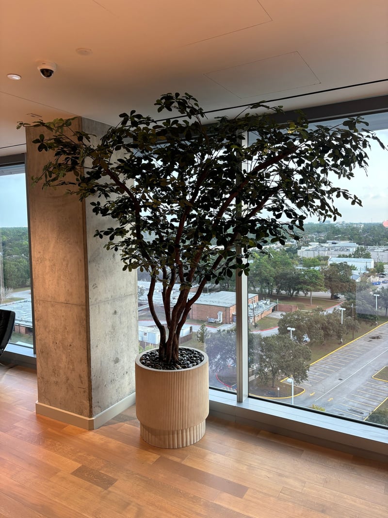 Wide canopy tree beside floor-to-ceiling windows with a city view