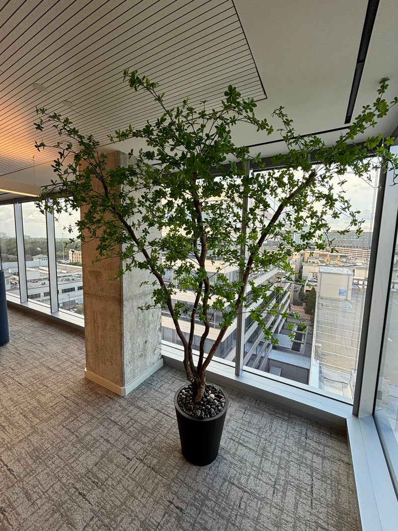 Canopy tree beside a concrete column with skyline view