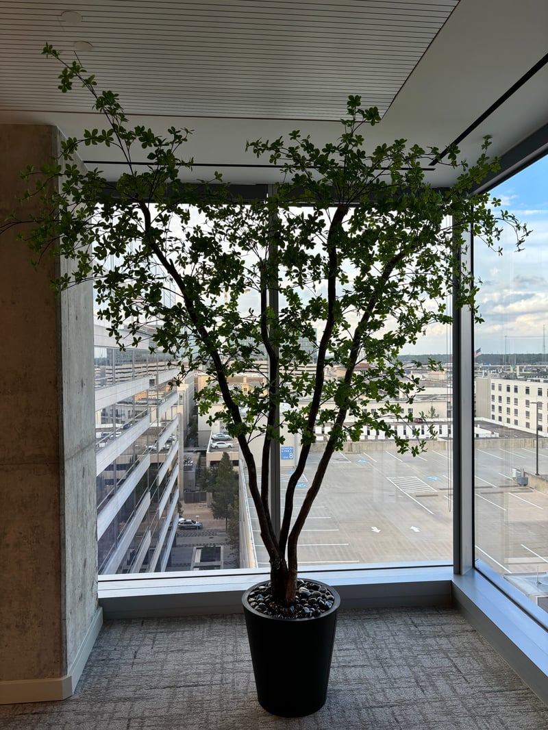 Canopy tree in a corner office with parking garage view
